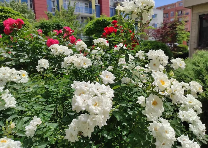 Aparthotel Amara Sunny Sluneční pobřeží