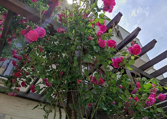 Amara Sunny 3* Sluneční pobřeží