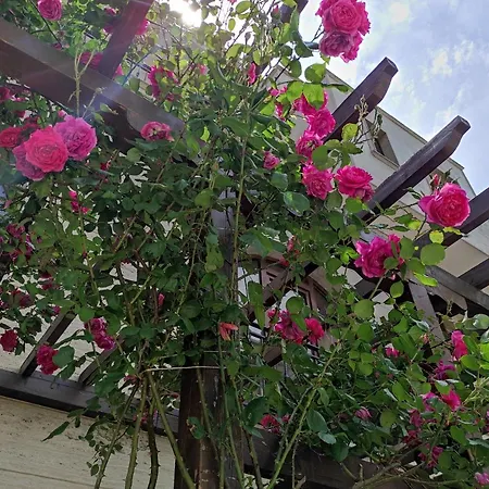 Amara Sunny 3* Slantschew brjag